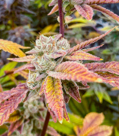 Семена сорта Gorilla Glue × Lemon Haze (7CH Seeds & Cali Buds Seeds)