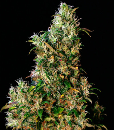 Семена сорта High Level fem (Eva Seeds)