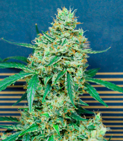 Семена сорта Mimosa Auto fem (Семяныч)