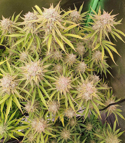 Семена сорта Original Auto Cheese fem (FastBuds)