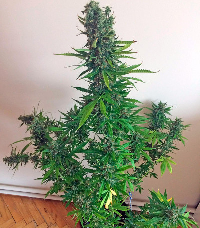 Семена сорта White Widow XXL Autoflowering fem