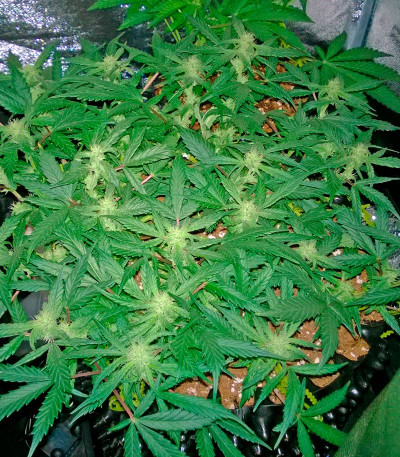Семена сорта Deep Cheese fem (Dinafem Seeds)