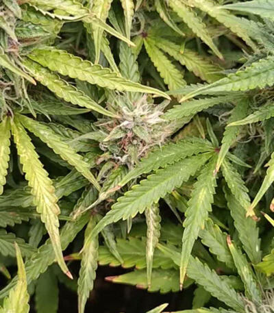 Семена сорта HulkBerry Automatic fem (RQS)