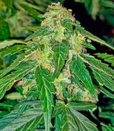 Семена сорта Also Know 47 Autoflower fem (Seedkeepers)