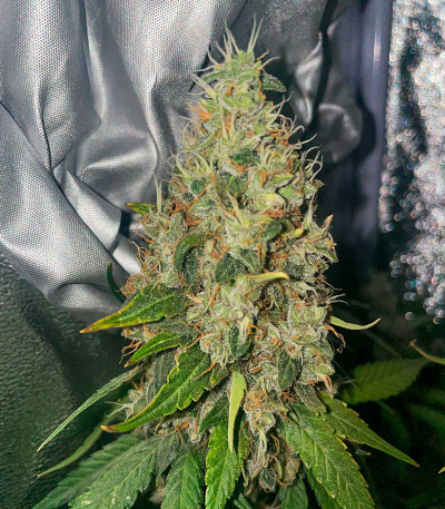 Семена сорта Black Muffin F1 Fast Version fem (Sweet Seeds)