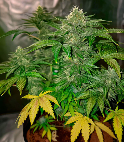 Семена сорта Boy Scout Cookies fem (Kalashnikov Seeds)