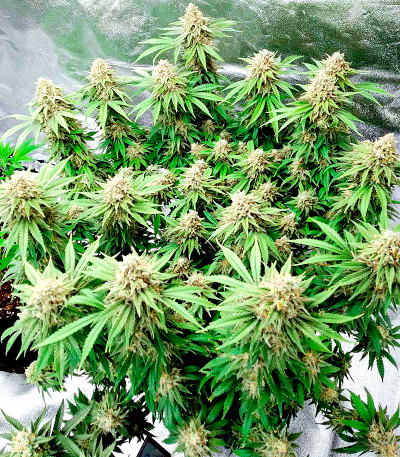 Семена сорта Gorilla Zkittlez fem (Семяныч)