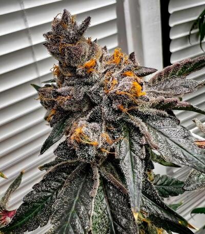 Семена сорта Mellowz fem