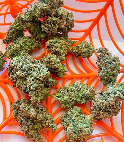 Семена сорта Thin Mint x Sour Pinot Auto