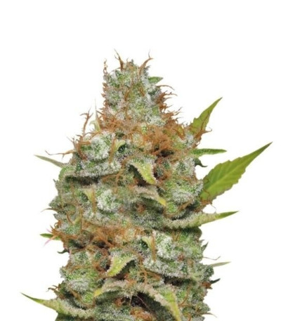 Семена конопли Kali Dog fem (Royal Queen Seeds)