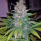 Семена сорта Sweet Skunk F1 Fast Version fem (Sweet Seeds)
