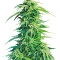 Семена сорта Super Hindu Kush reg (Sumo Seeds)