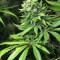 Семена сорта White Rhino fem (Green House Seeds)