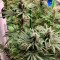 Семена сорта Fast Flowering OGKZ fem (Humboldt Seeds)