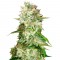 Семена сорта Auto Cheese fem (Bulk Seed Bank)