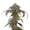 Семена сорта Purple Afghan Kush fem (Dinafem Seeds)