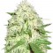 Семена сорта Sumo's Big Bud fem (Sumo Seeds)
