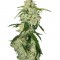 Семена сорта Big Bang Auto fem (Green House Seeds)