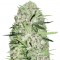 Семена сорта Auto Parmesan fem (Victory Seeds)