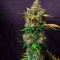 Семена сорта Godzilla Cookies Auto fem (Herbies Seeds)