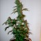 Семена сорта Supersonic Cristal Storm Auto fem (Samsara Seeds)
