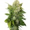 Семена сорта Chronic reg (Serious Seeds)