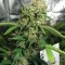 Семена сорта Special Queen 1 fem (Royal Queen Seeds)