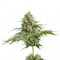 Семена сорта Moby Dick fem (Dinafem Seeds)