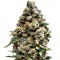 Семена сорта Jack Herer Auto fem (Green House Seeds)