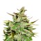 Семена сорта Stress Killer Automatic fem (Royal Queen Seeds)