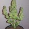 Семена сорта White Rhino fem (Green House Seeds)