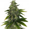 Семена сорта Pure Power Plant fem (Nirvana Seeds)