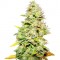 Семена сорта White Widow fem (Medical Seeds)