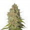 Семена сорта Special Kush 1 fem (Royal Queen Seeds)