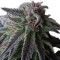 Семена сорта Special Queen 1 fem (Royal Queen Seeds)