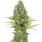 Семена сорта Buddha Kraken fem (Buddha Seeds)