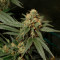 Семена сорта Royal Domina fem (Royal Queen Seeds)