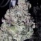 Семена сорта TrainWreck fem (Green House Seeds)