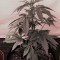 Семена сорта 2 Fast 2 Vast Auto fem (Heavyweight Seeds)