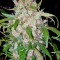 Семена сорта Auto Wembley fem (Pyramid Seeds)
