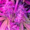 Семена сорта Northern Lights Automatic fem (Nirvana Seeds)