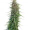 Семена сорта New York Power Diesel fem (Nirvana Seeds)