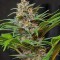 Семена сорта Sweet Special F1 Fast Version fem (Sweet Seeds)