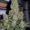 Семена сорта Chronic reg (Serious Seeds)