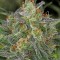 Семена сорта Serious Kush fem (Serious Seeds)
