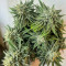 Семена сорта Ice Cream Cake Fast Flowering fem (Humboldt Seed Organization)