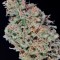 Сорт каннабиса Durban Poison