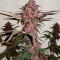 Семена сорта Purple Juice Auto fem (Herbies Seeds)