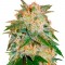 Семена сорта La Bella Afrodita fem (Delicious Seeds)