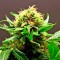 Семена сорта Shark Attack fem (Dinafem Seeds)